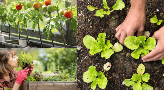 Nomes de plantas comestíveis