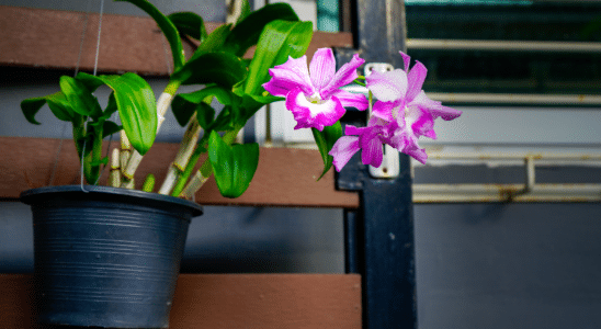 como fazer adubo caseiro para orquídeas
