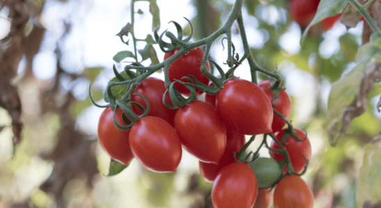 como plantar tomate grape