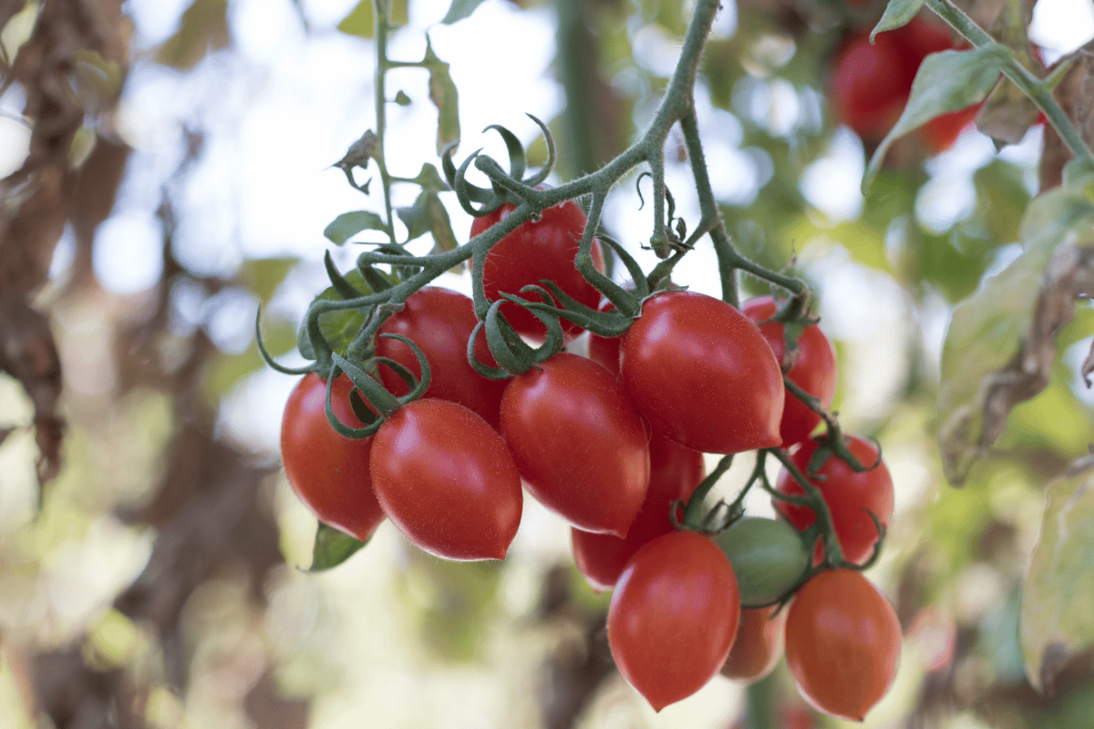 como plantar tomate grape