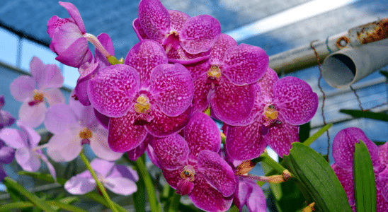 como fazer adubo caseiro para orquídea florir
