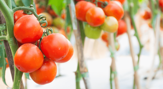 como plantar tomate na garrafa pet