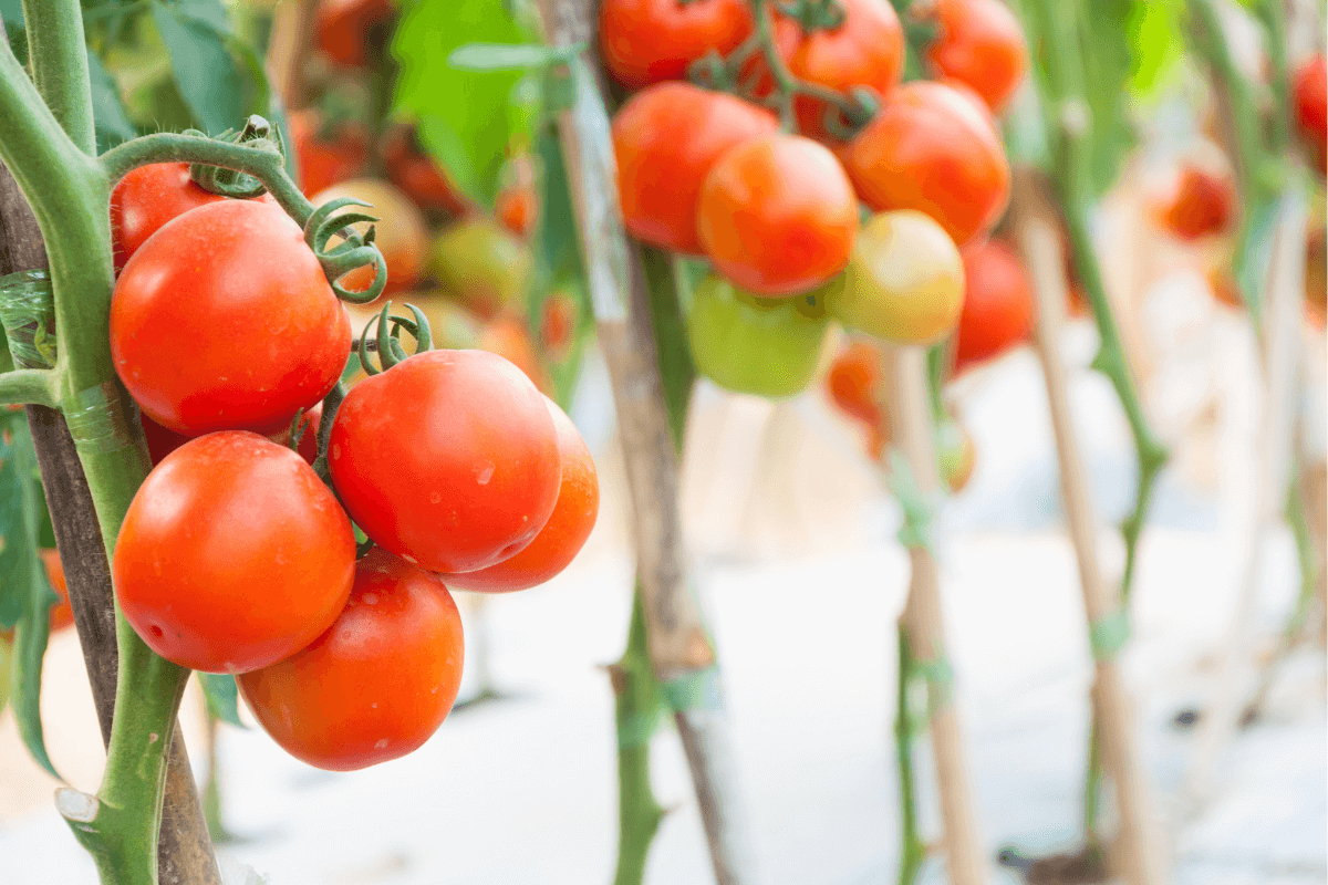 Como plantar tomate na garrafa pet em casa e fazer deliciosas saladas e receitas