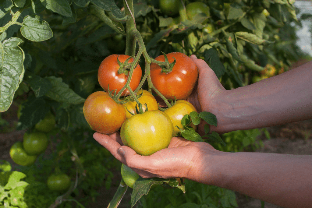 Como plantar tomate grande
