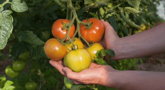 como plantar tomate grande