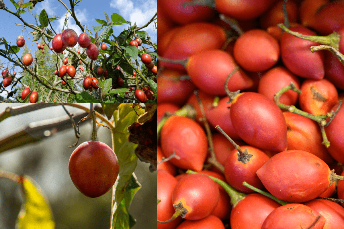 Como plantar tomate de árvore em casa e colher belos e deliciosos para diversas receitas