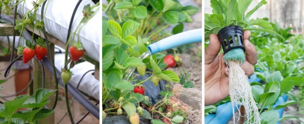 como plantar morango na água