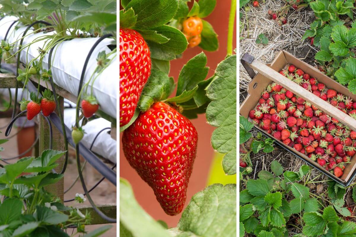 Como plantar morango no cano de pvc de forma bem fácil e rápido