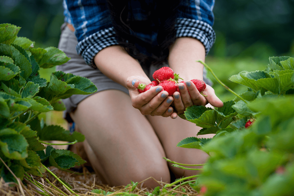 Como plantar morango silvestre: uma delícia cultivada em casa