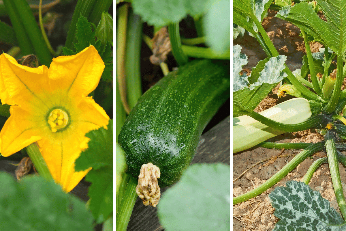 Como plantar abobrinha brasileira em casa e fazer deliciosas receitas com elas