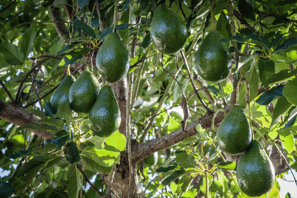 Como plantar abacate pelo caroço