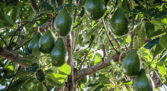 como plantar abacate pelo caroço