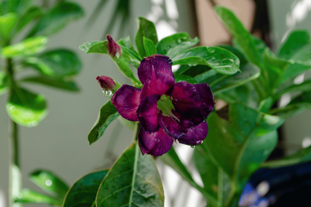 Rosa do deserto preta: tudo sobre essa rara e misteriosa planta