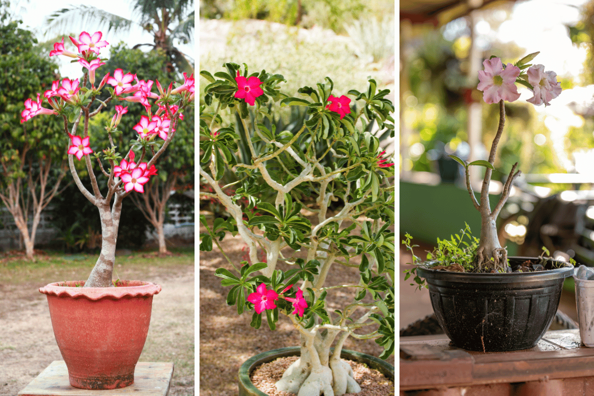 Rosa do deserto quando podar: como e quando podar essa planta exótica