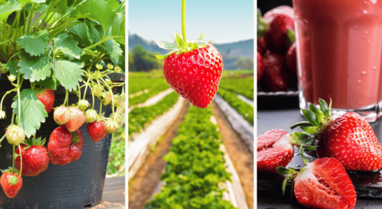 como plantar morango em clima quente