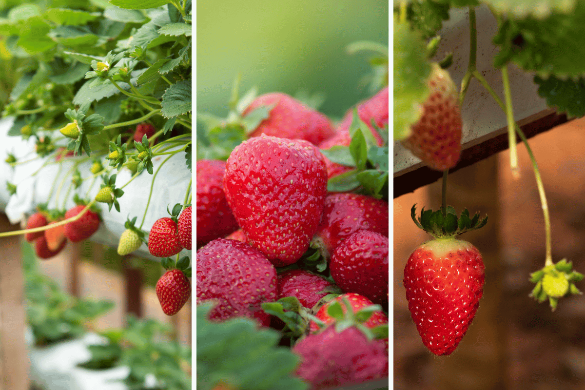 Dicas infalíveis de como plantar morango suspenso no seu jardim