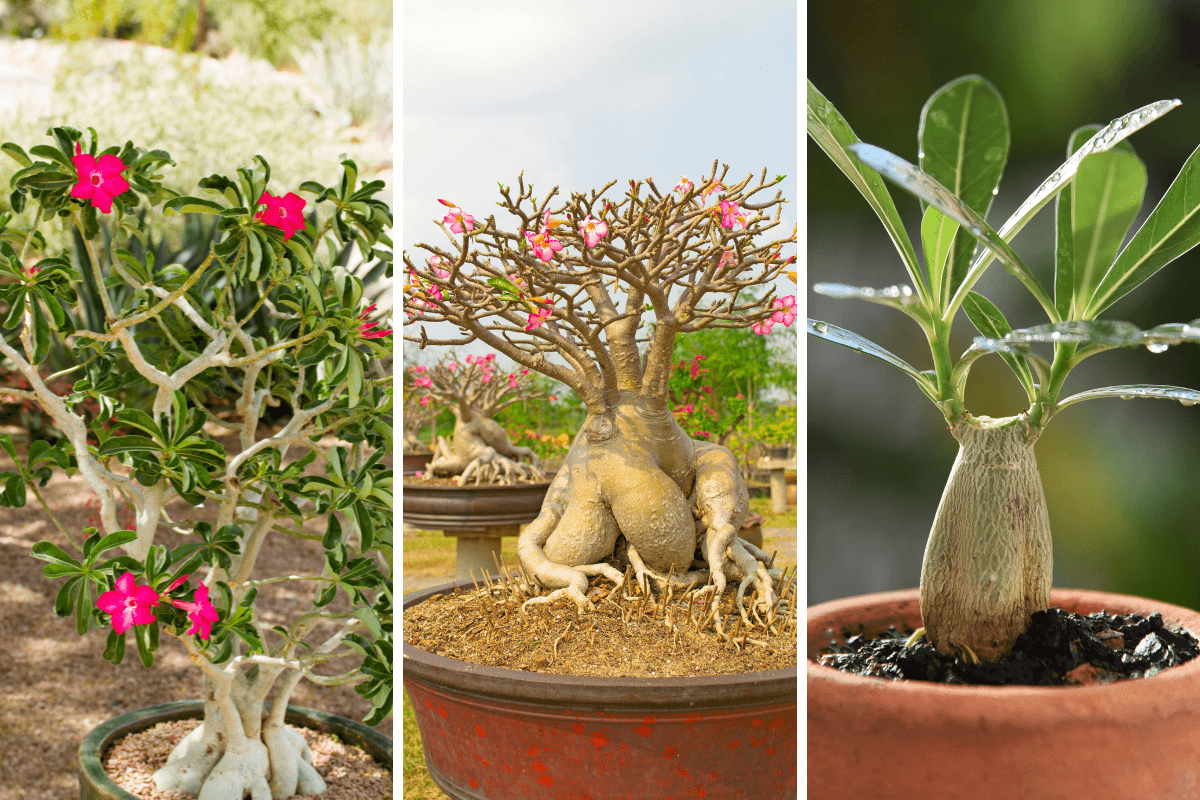 Unlock the Secrets to Successful Desert Rose Care: A Step-by-Step Guide