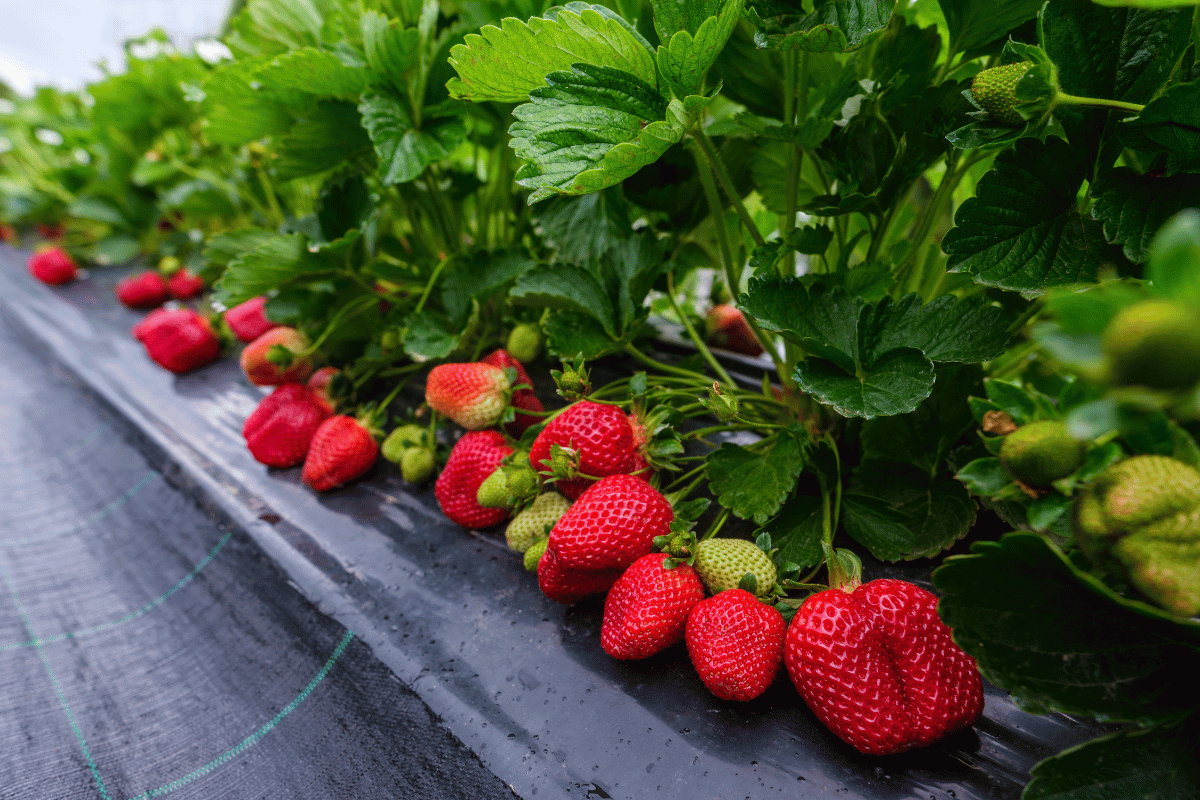 Como plantar morango no cano de pvc: uma forma sustentável de ter deliciosos morangos em casa