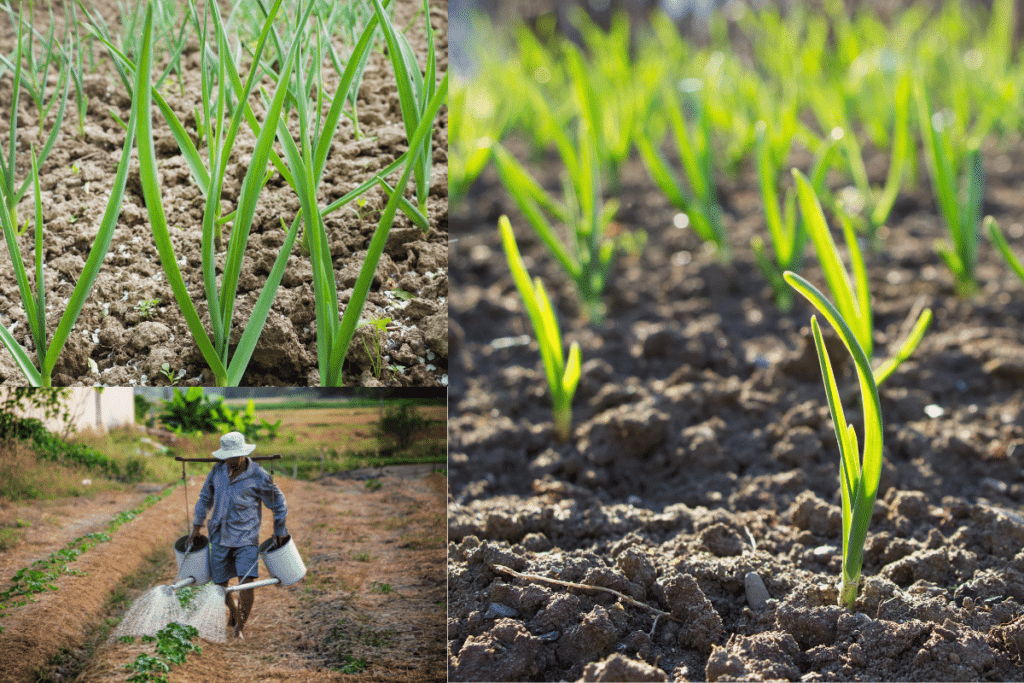 Como plantar alho na roça