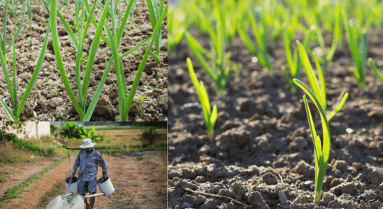 como plantar alho na roça