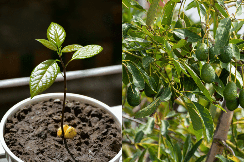 Como cultivar abacate em vaso