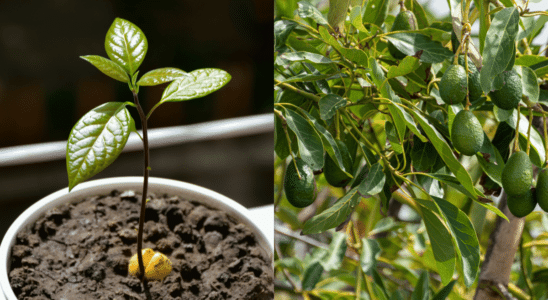 como cultivar abacate em vaso