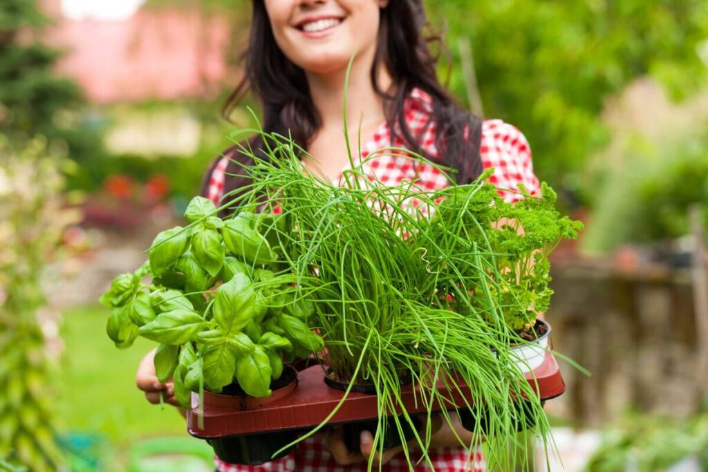 Como plantar manjericão na terra