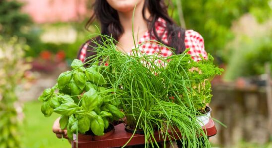 Como plantar manjericão na terra