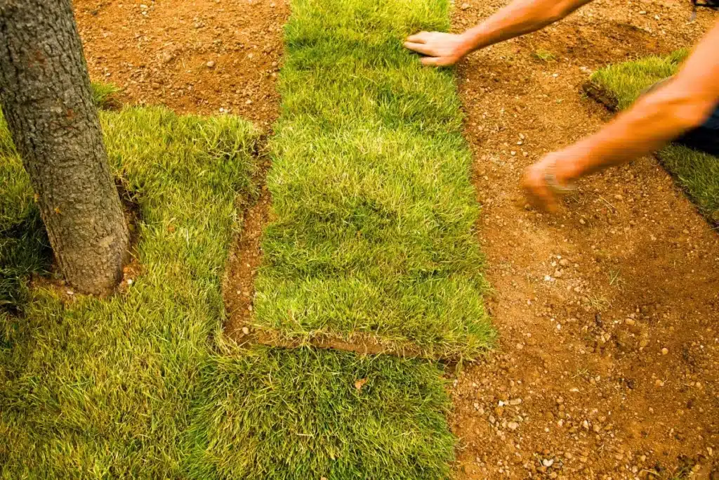 Como preparar terra para plantar grama