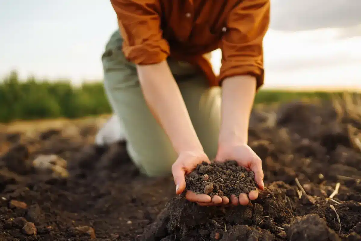 Como preparar terra para plantar rosa do deserto