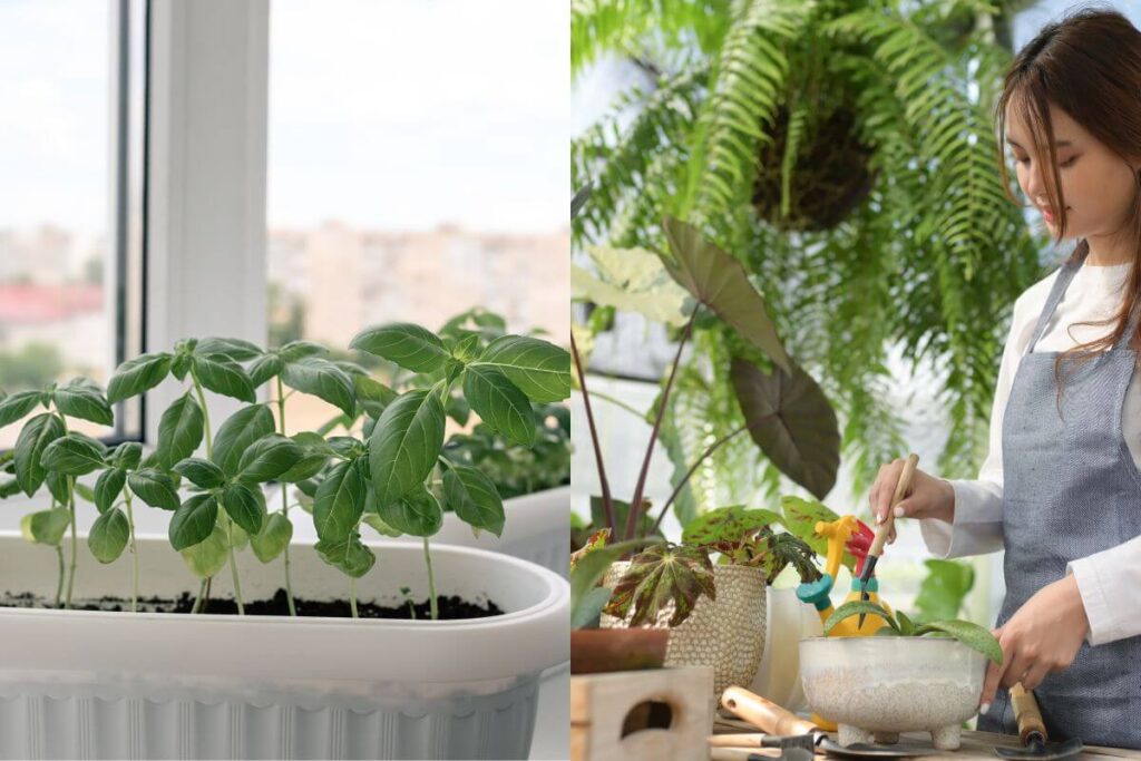 Como plantar manjericão em apartamento