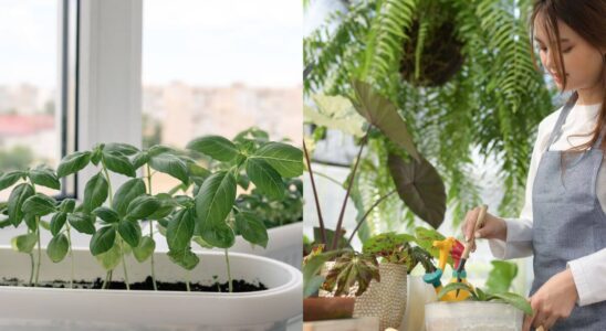 como plantar manjericão em apartamento