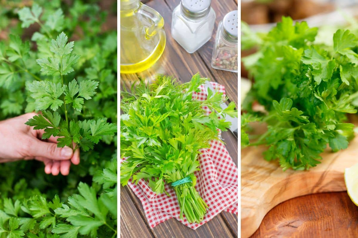 Como plantar salsinha em canteiro: dê mais sabor e aroma as suas receitas