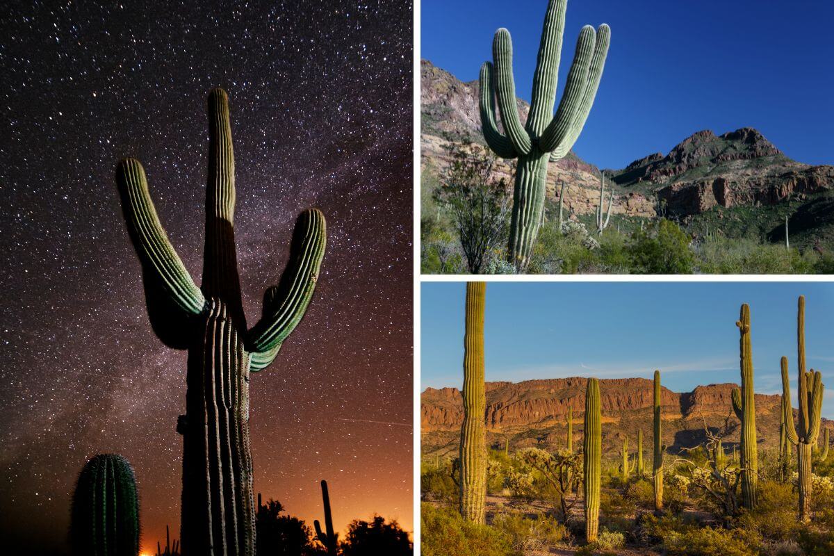 5 Interesting Facts About the Saguaro Cactus