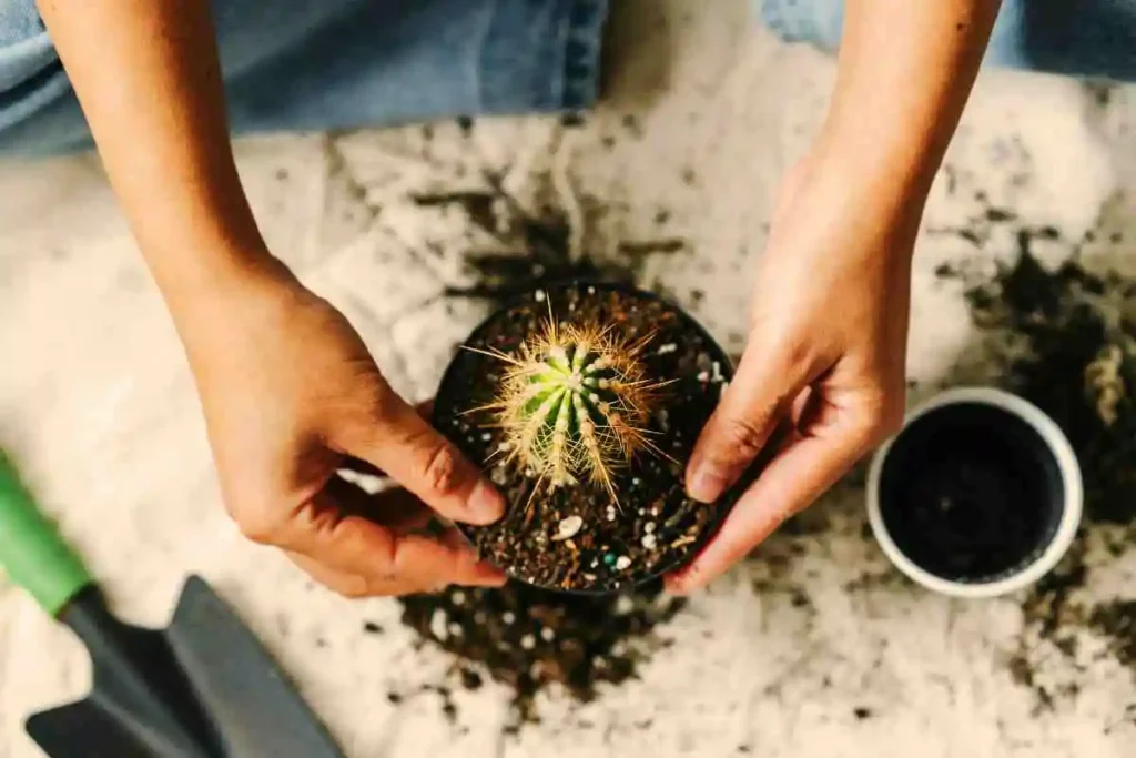 Como preparar terra para plantar cactos