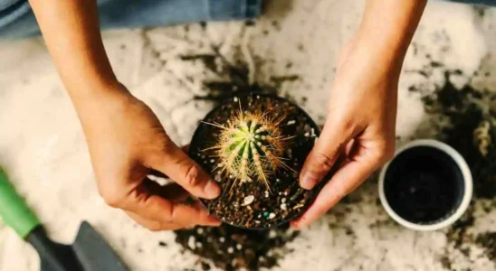 Como preparar terra para plantar cactos