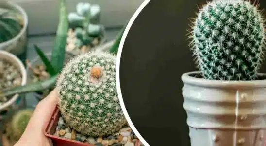 Como plantar cactos com espinhos