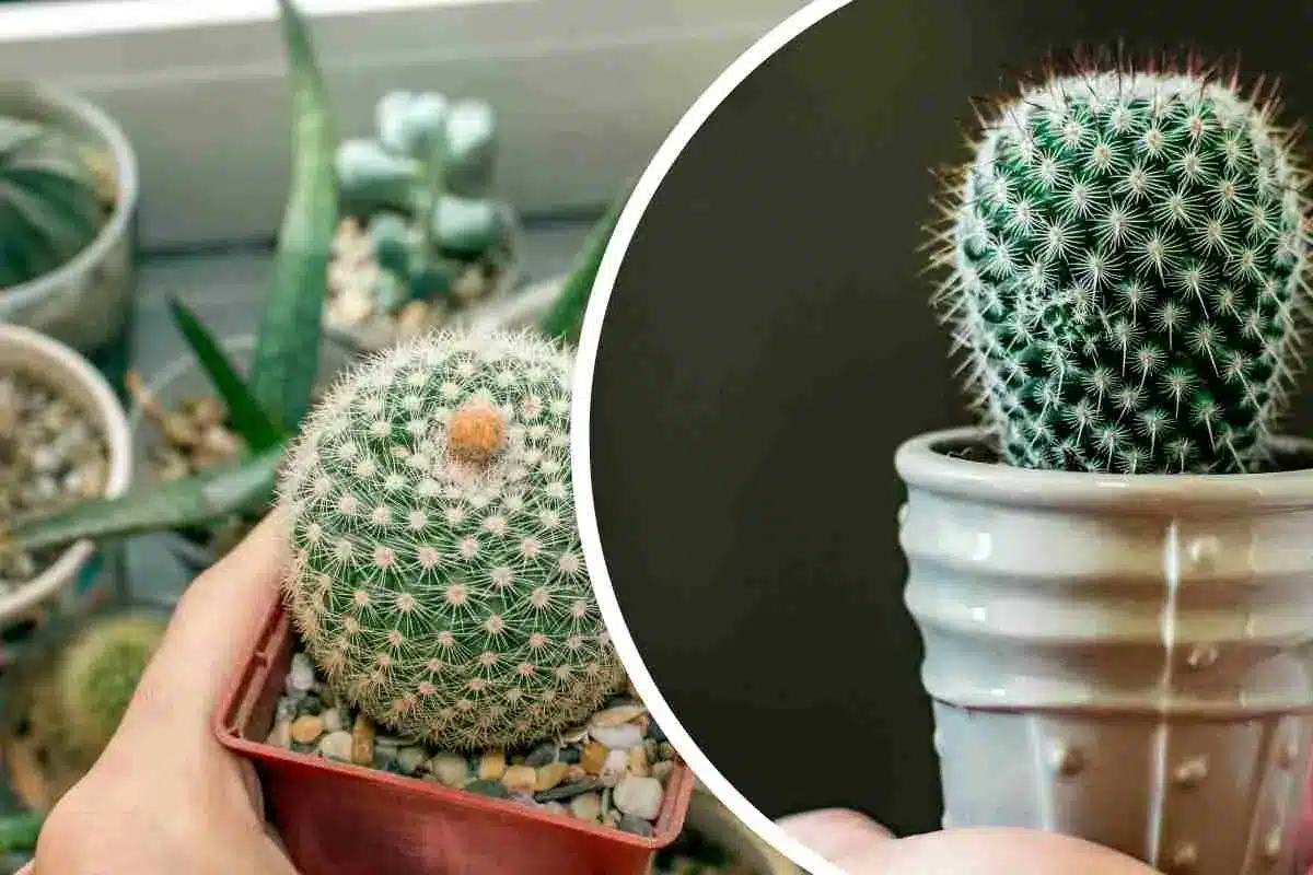 Como plantar cactos com espinhos da melhor forma que existe